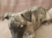 KC Health and Heart tested whippets