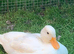 Call duck - Great Barr