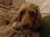 Cockapoo