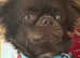 Russian chocolate stud