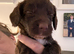 6 beautiful puppies