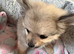Pomeranian puppies