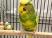 Budgie & cage