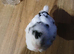 Booted bantam hatching eggs