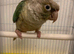 Beautiful full tame conuere