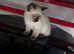 Ragdoll kittens