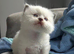 Tica registered Ragdoll kitten ready now