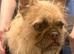 Female wirehaired french bulldog (Free)