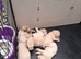 Beautiful Golden Retriver Puppies