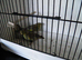 3 X Greenfinch
