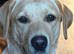 Beautiful labrador retriever