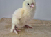 Silkie and serama chicks day olds