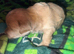 Puppies currently ready to leave mum in 2 weeks
