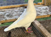 White Hen