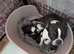 Stunning 10 week old Boston Terrier pups forever loving homes only