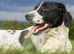 Missing black and white spaniel x lab