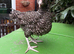 4 month old Olive Eggers