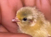 Fresh Chinese Painted Quail Hatching Eggs