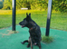Dutch shepherd