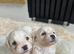 Cabochon pups