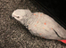 Tame red factor African grey