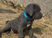 Beautiful Blue Cane Corso puppy