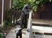 15 months female cane corso for sale &pound;300