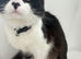 Oreo-male cat