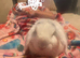6 month old male mini lop