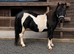 Miniature Shetland colt 3 year old