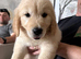 2 Beautiful Golden Retriever Pups for sale