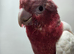 Stunning super tame lutino galah Cockatoo