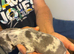 Miniature dachshund pups