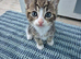 3 beautiful male kittens