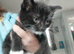Kittens for sale READY NOW