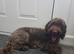 cockapoo READ FULLY
