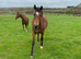 16hh Trakehner x Arab 16yr Gelding for loan only