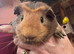 Gorgeous Agouti Guinea pig brothers