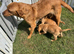 Stunning kc registered Labrador puppies