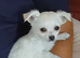 White fluffy chihuahua