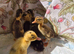Indian runner ducklings & hatching eggs