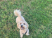 Gorgeous female cavapoo pup