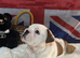 English bulldog gorgeous pups KC registered genuine breed colours