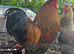 Beautiful pair of blue partridge Brahma bantams