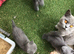 Beautiful British blue kittens ,