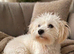 Three years old Maltipoo girl