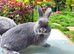Beautiful friendly 3/4 Netherland cross rabbits