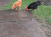 Black leghorn x warren