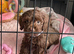 Chocolate F1 cockapoo for new home