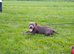 LAST BOYKc reg black brindle white staffys